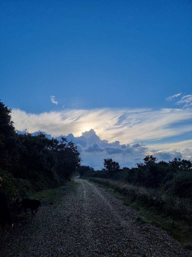 Pathway through heathland