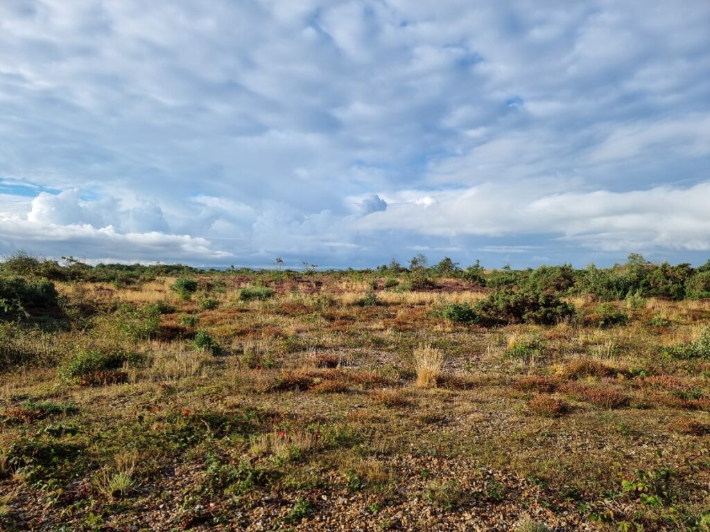 Image of heathland